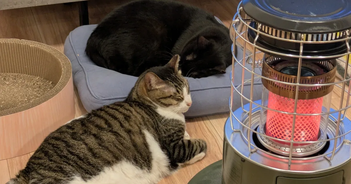 ストーブで温まる猫
